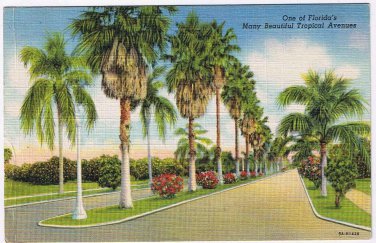 Florida Postcard Beautiful Tropical Avenues