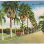 Florida Postcard Beautiful Tropical Avenues
