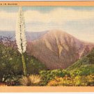California Postcard Yucca In Bloom God's Candle