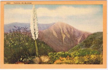 California Postcard Yucca In Bloom God's Candle