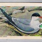Brooke Bond Red Rose Tea Cards The Arctic #45 Arctic Tern