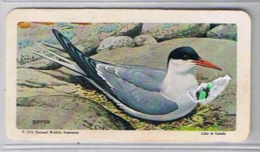 Brooke Bond Red Rose Tea Cards The Arctic #45 Arctic Tern