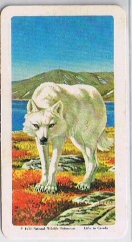 Brooke Bond Red Rose Tea Cards The Arctic #29 Tundra Wolf