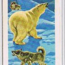 Brooke Bond Red Rose Tea Cards The Arctic #30 Polar Bear