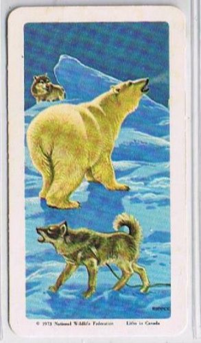 Brooke Bond Red Rose Tea Cards The Arctic #30 Polar Bear