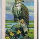 Brooke Bond Red Rose Tea Cards The Arctic #41 Rough Legged Hawk