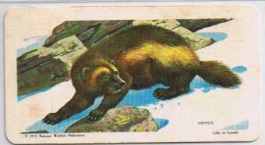 Brooke Bond Red Rose Tea Cards The Arctic #34 Wolverine