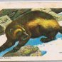 Brooke Bond Red Rose Tea Cards The Arctic #34 Wolverine