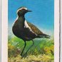 Brooke Bond Red Rose Tea Cards The Arctic #43 Golden Plover