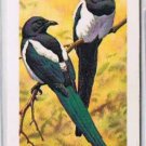Brooke Bond Red Rose Tea Card #26 Starling Canadian American Songbirds