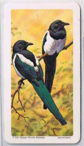 Brooke Bond Red Rose Tea Card #26 Starling Canadian American Songbirds