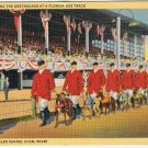 Miami Florida Postcard Greyhounds West Flagler Kennel Club Dog Track Curteich
