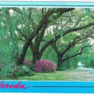 Florida Postcard Beautiful Roadways Trees