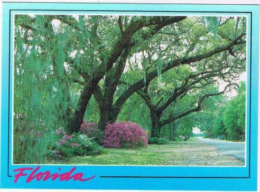 Florida Postcard Beautiful Roadways Trees