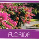 Florida Postcard Bougainvillaea In Bloom