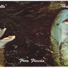 Florida Postcard Couple Of Friendly Porpoises Hello