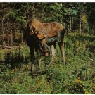 Ontario Postcard Cochrane Moose in Woods Polar Bear Excursion