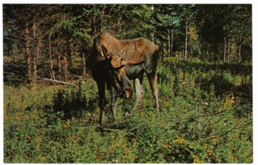 Ontario Postcard Cochrane Moose in Woods Polar Bear Excursion