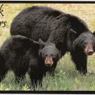 Canada Large Postcard Black Bears 5 1/2" x 8 1/2"