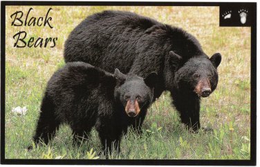 Canada Large Postcard Black Bears 5 1/2" x 8 1/2"