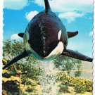California Postcard San Diego High Flying Shamu Sea World