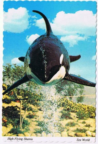 California Postcard San Diego High Flying Shamu Sea World
