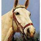 Animal  Postcard White Horse Printed in Holland