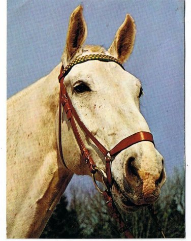Animal  Postcard White Horse Printed in Holland