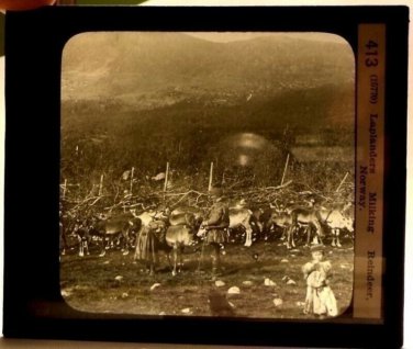 Magic Lantern Glass Slide Laplanders Milking Reindeer Norway Keystone 1870s
