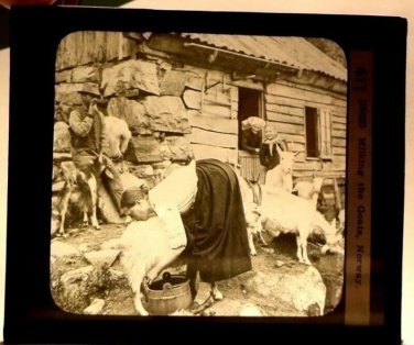 Magic Lantern Glass Slide Laplanders Milking Goats  Norway Keystone 1870s