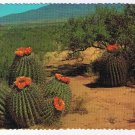 Arizona Postcard Barrel Cactus On The Desert