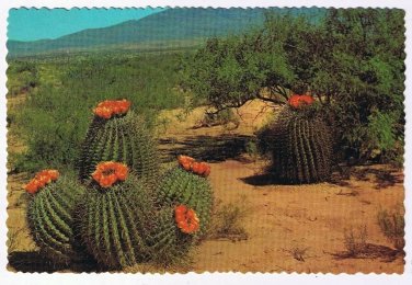 Arizona Postcard Barrel Cactus On The Desert