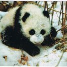 Postcard Giant Panda Snow China