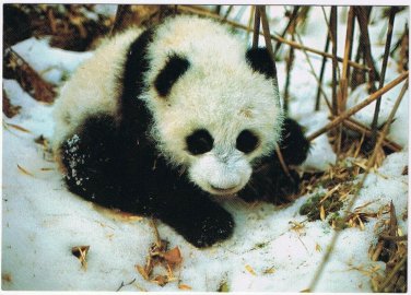 Postcard Giant Panda Snow China