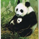 Postcard Giant Panda Mamma With Cub China