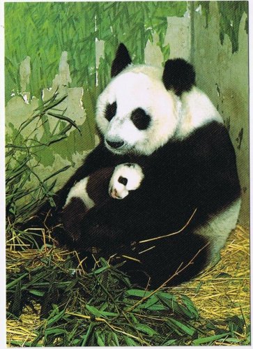 Postcard Giant Panda Mamma With Cub China