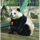 Postcard Giant Panda Eating Carrot China