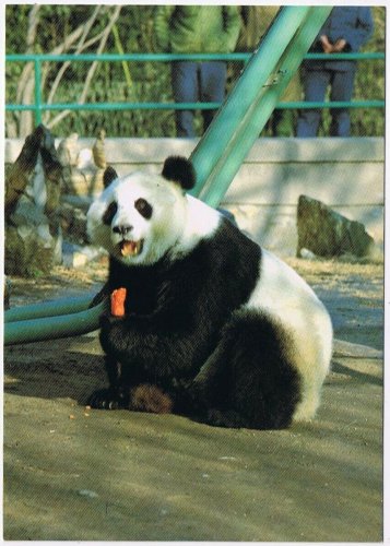 Postcard Giant Panda Eating Carrot China