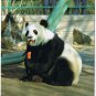 Postcard Giant Panda Eating Carrot China