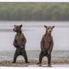 Italy Postcard Brothers Brown Bears 2017 Wildlife Photographer Of The Year