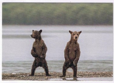 Italy Postcard Brothers Brown Bears 2017 Wildlife Photographer Of The Year