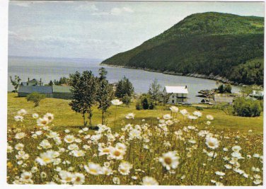 Quebec Postcard Seaside Community Daisies