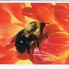 Nature Postcard Montreal Insectarium Frisky Bumble Bee