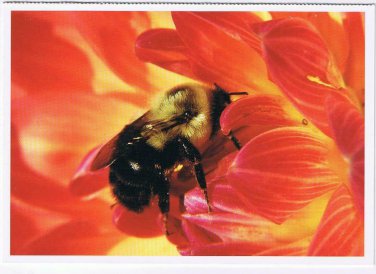Nature Postcard Montreal Insectarium Frisky Bumble Bee