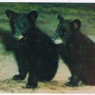 Animal Postcard Black Bear Cubs