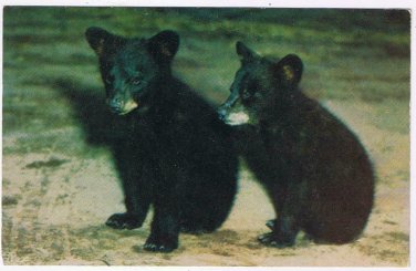 Animal Postcard Black Bear Cubs