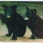 Animal Postcard Black Bear Cubs