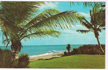 Florida Postcard Balmy Breezes Beach Palm Trees