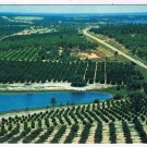 Florida Postcard Citrus Groves & Lakes From Citrus Tower