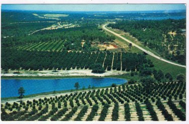 Florida Postcard Citrus Groves & Lakes From Citrus Tower